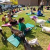 Staff practicing yoga outdoors with goats.